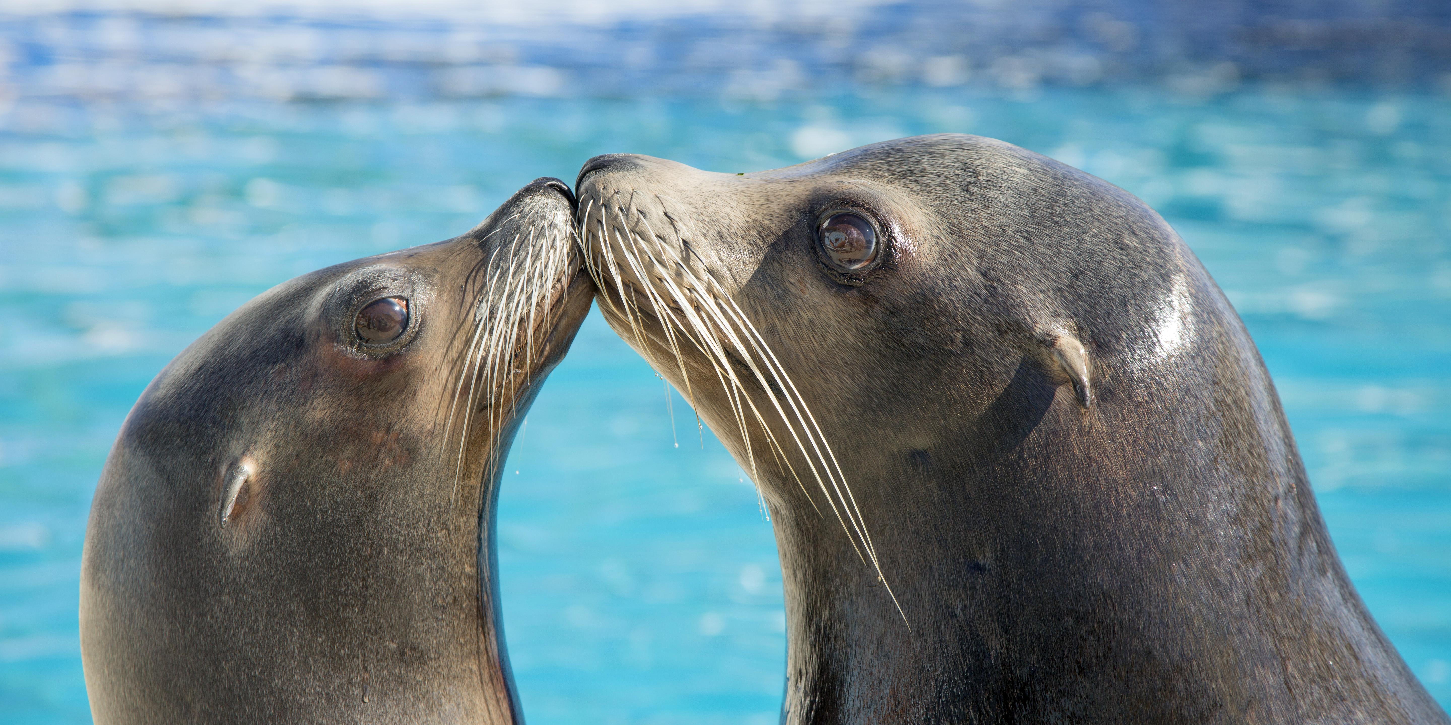 Marineland Antibes